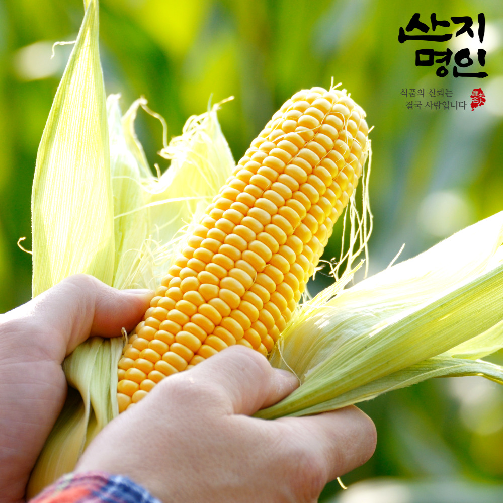 [산지명인] 해남 햇 초당옥수수 14cm이상(특품) 5개입/10개입