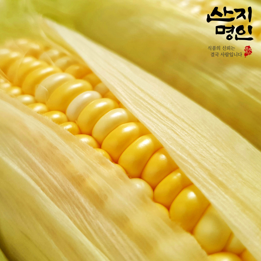 [산지명인] 해남 햇 초당옥수수 14cm이상(특품) 5개입/10개입