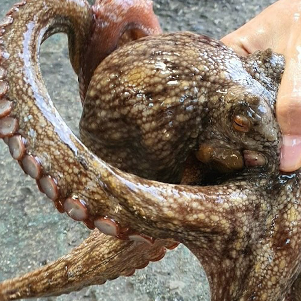[팜스] 남해안 생물 돌문어 1kg(1~3미) 외 1종
