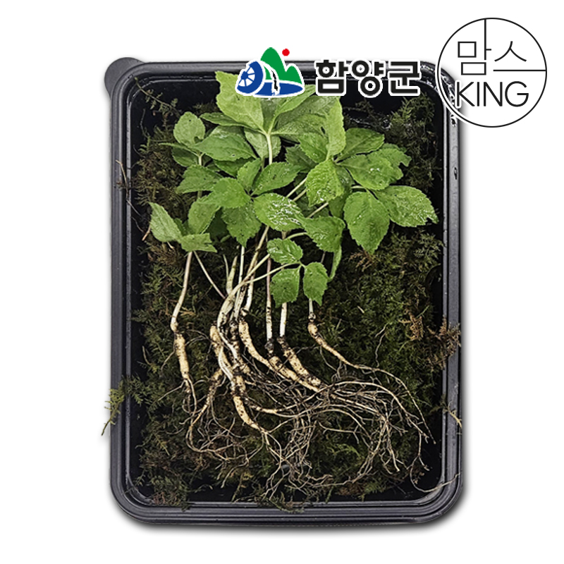 [함양시장] 6-7월 한정특가 지리산 함양천년지기 산양삼 3년근 10뿌리