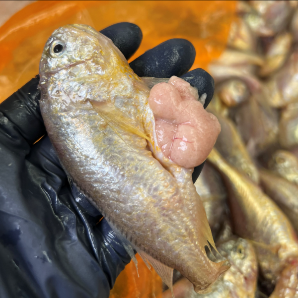 생물 황석어 (대,중) 1kg 깡달이 조림용 강달어 깡다리 황새기