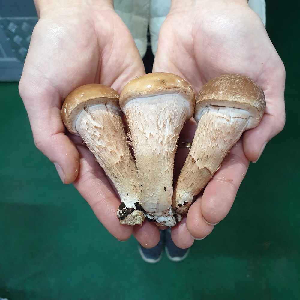 [원물 100%] 참송이칩 (30g x 3봉)