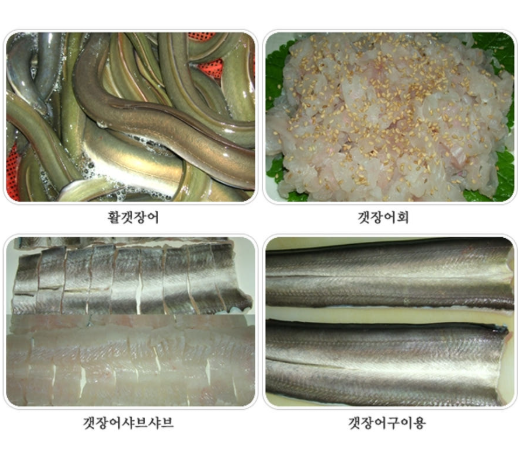 갯장어 하모샤브 최상급 500g 1kg 3-4미 샤브샤브 회 구이
