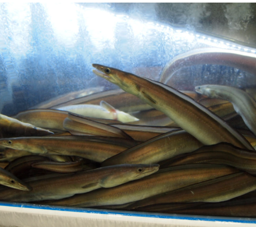 갯장어 하모샤브 최상급 500g 1kg 3-4미 샤브샤브 회 구이