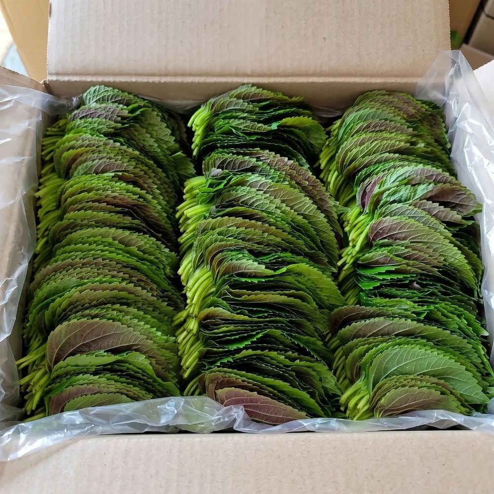 국내산 신선 깻잎 대용량 특가 가정용 업소용 500g 1kg 2kg