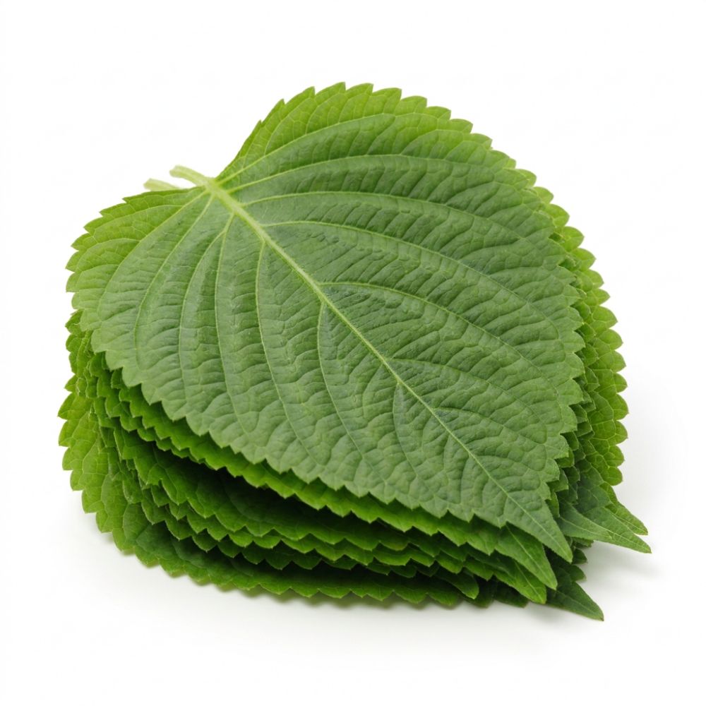 국내산 신선 깻잎 대용량 특가 가정용 업소용 500g 1kg 2kg
