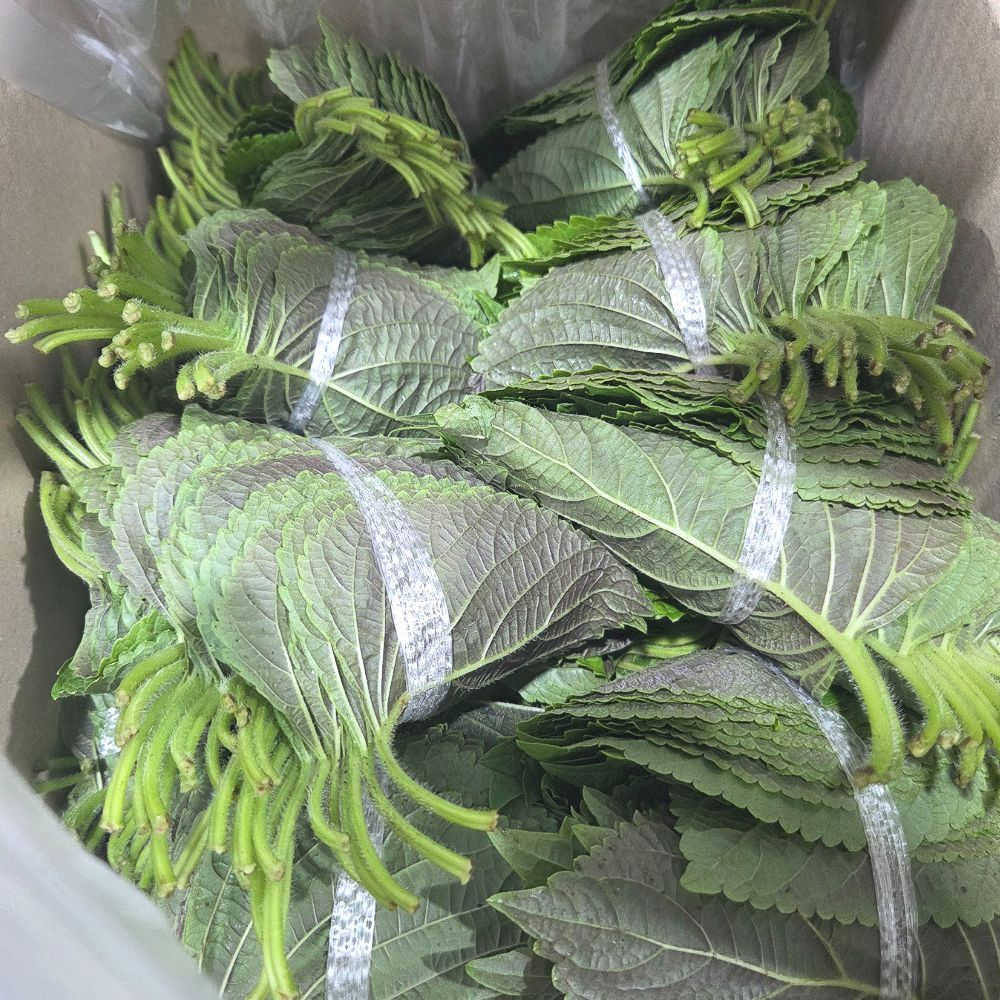 국내산 신선 깻잎 대용량 특가 가정용 업소용 500g 1kg 2kg 대표이미지 섬네일