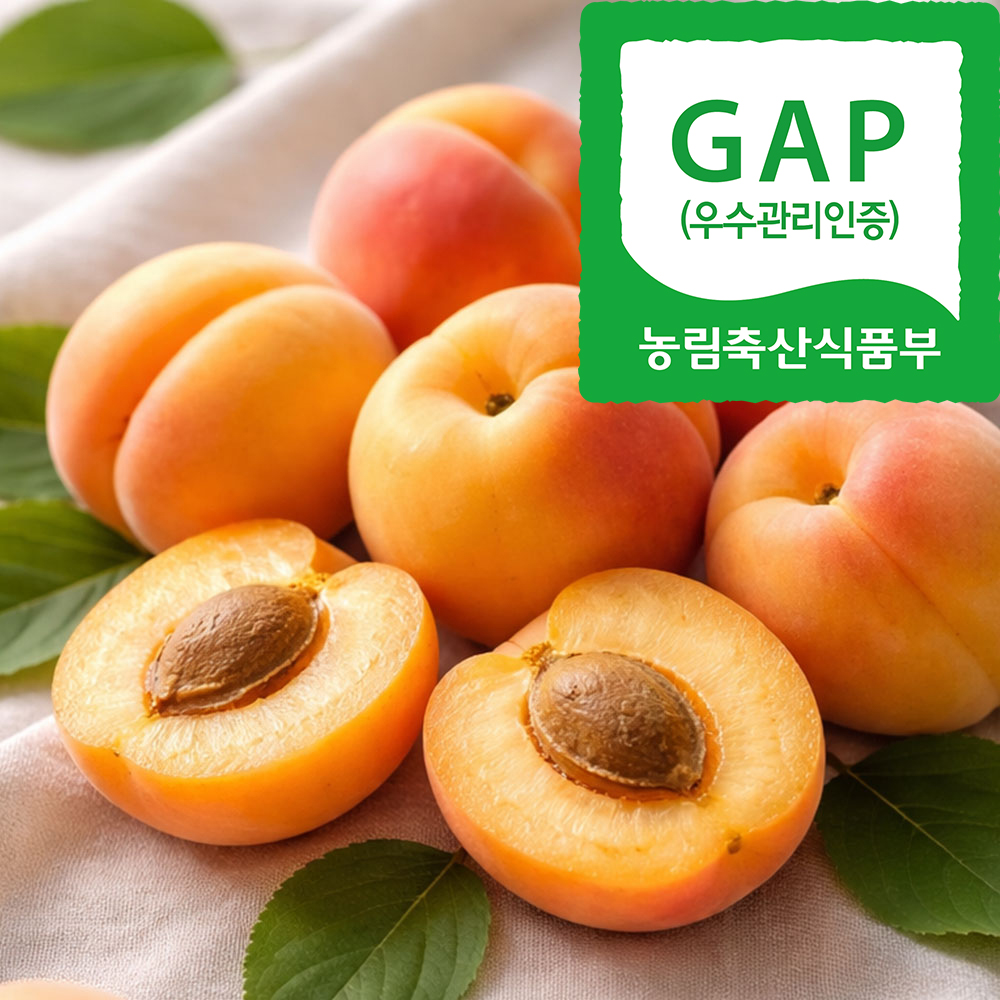 GAP 영천 노지 살구 대표이미지 섬네일