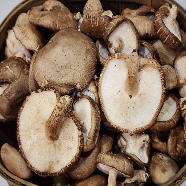 못난이 생표고버섯 1-3kg
