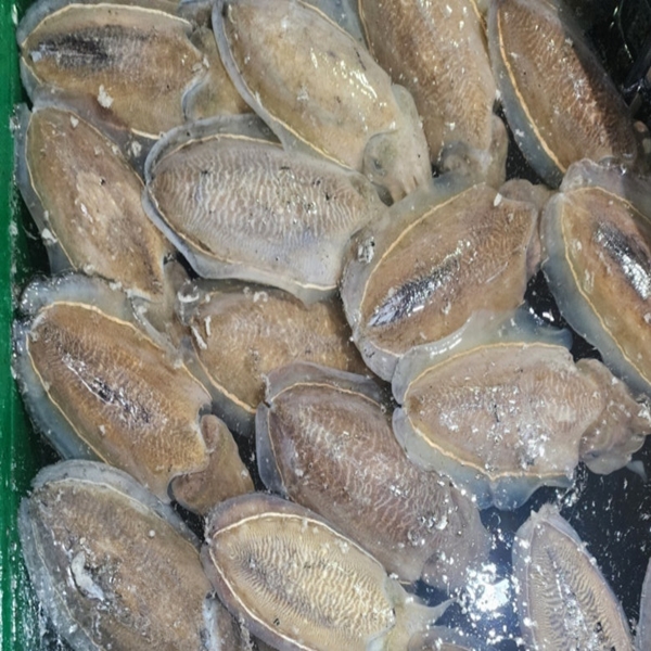 대왕 활 갑오징어 1kg 대표이미지 섬네일