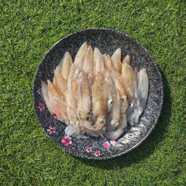 횟감 대짜 호래기 500g