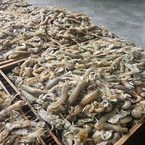 군산 활 갯가재 500g 대표이미지 섬네일