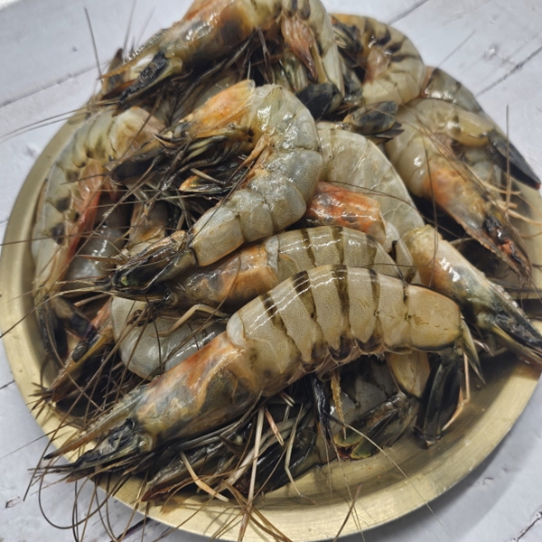 연안 급냉 자연산 대하 1kg