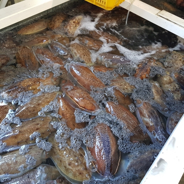 생물 특대 갑오징어 1kg 대표이미지 섬네일