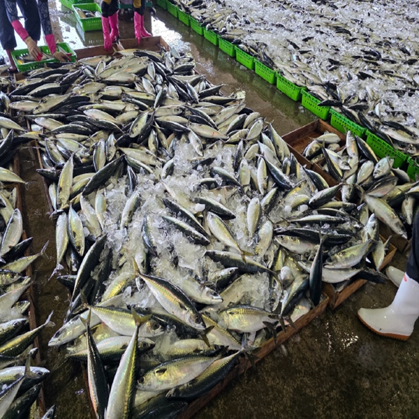 통통 당일바리 생물 고등어 1kg 대표이미지 섬네일