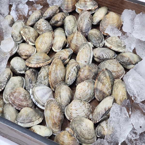 왕 바지락 1kg 대표이미지 섬네일