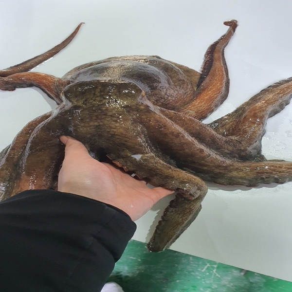 연안 끝판왕문어 3kg 대표이미지 섬네일