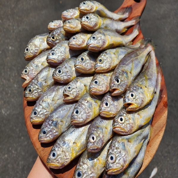 연안 생물 참조기 1kg