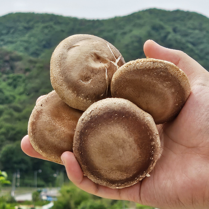국내산 생 표고버섯 1~8kg 못난이 가정용 버섯 청양 생표고 대표이미지 섬네일