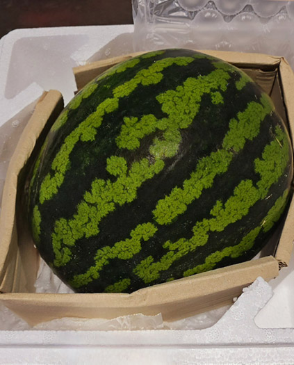 신선함 그대로! 달콤하고 시원한 하우스 수박 4kg