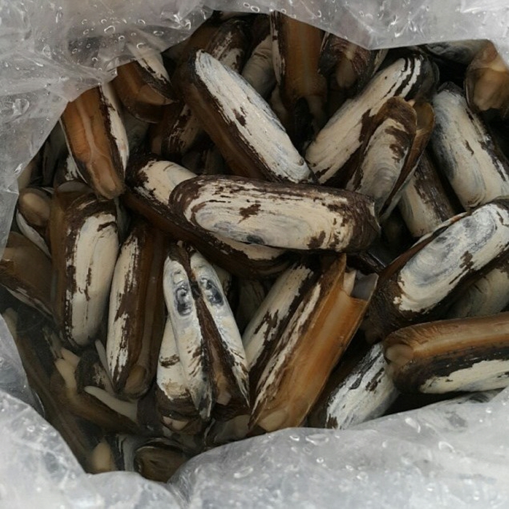 국내산 신선한 산소포장 가리맛조개 500g/1kg/2kg