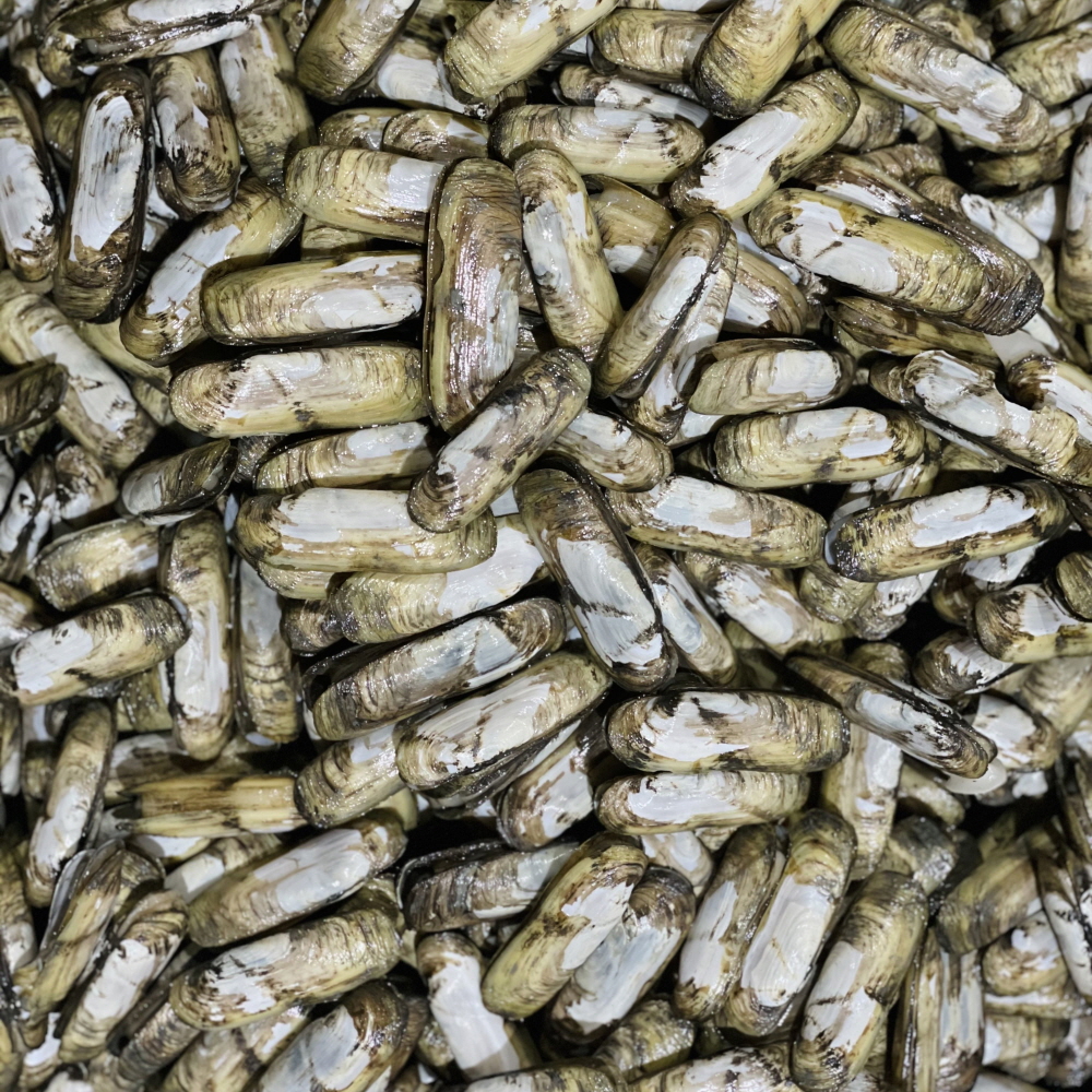 국내산 신선한 산소포장 가리맛조개 500g/1kg/2kg