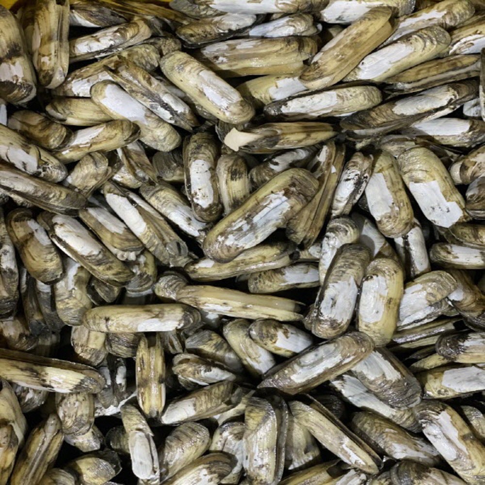 국내산 신선한 산소포장 가리맛조개 500g/1kg/2kg