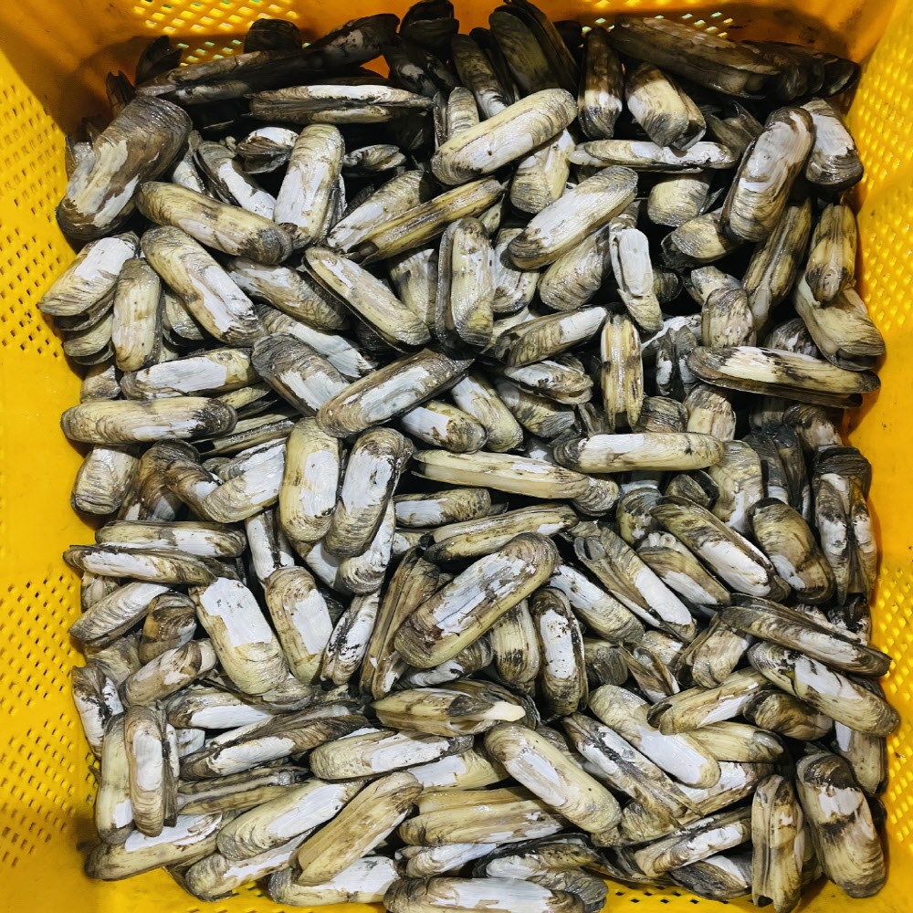 국내산 신선한 산소포장 가리맛조개 500g/1kg/2kg