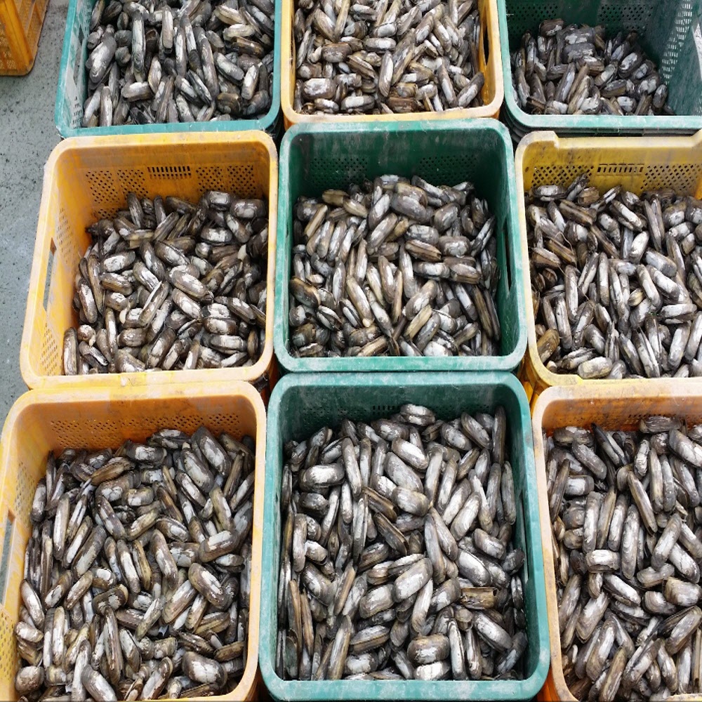 국내산 신선한 산소포장 가리맛조개 500g/1kg/2kg