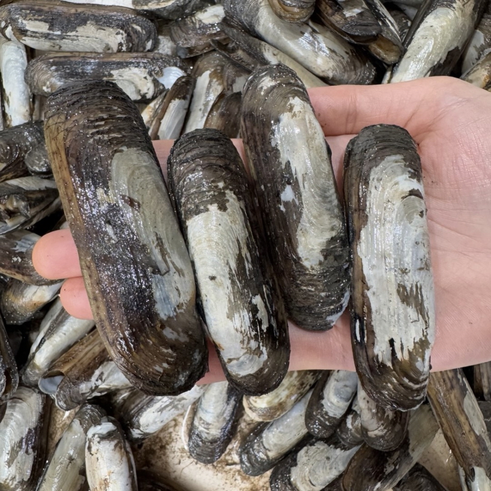 국내산 신선한 산소포장 가리맛조개 500g/1kg/2kg 대표이미지 섬네일