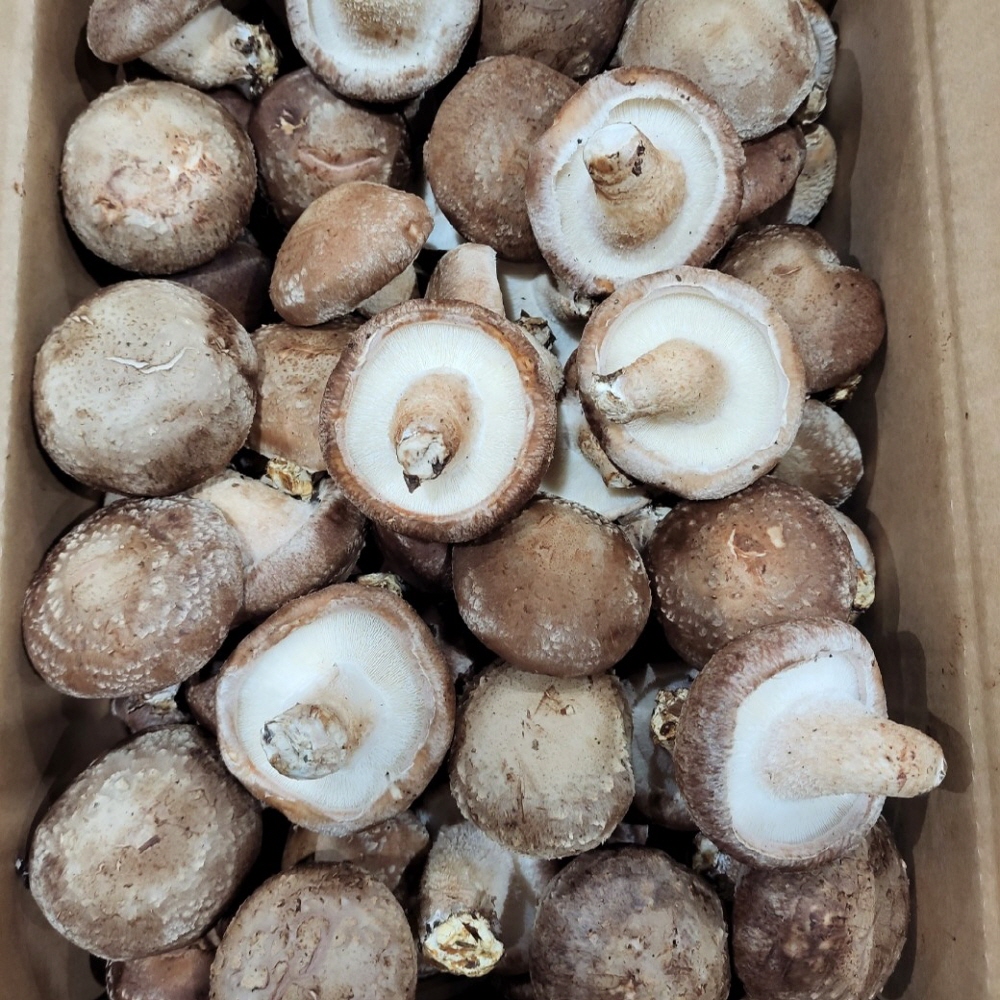 친환경 국산 청양 생 표고버섯 알뜰형 2kg/4kg