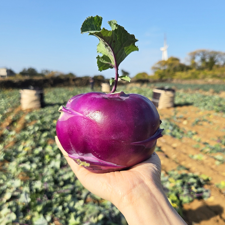 국내산 제주 콜라비 해풍 햇콜라비 혼합과 보라색 무 3 5 10kg 알뜰 가정용