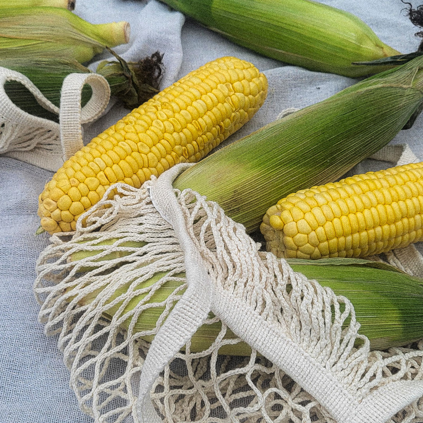 제주가 키운 달콤한 초당옥수수