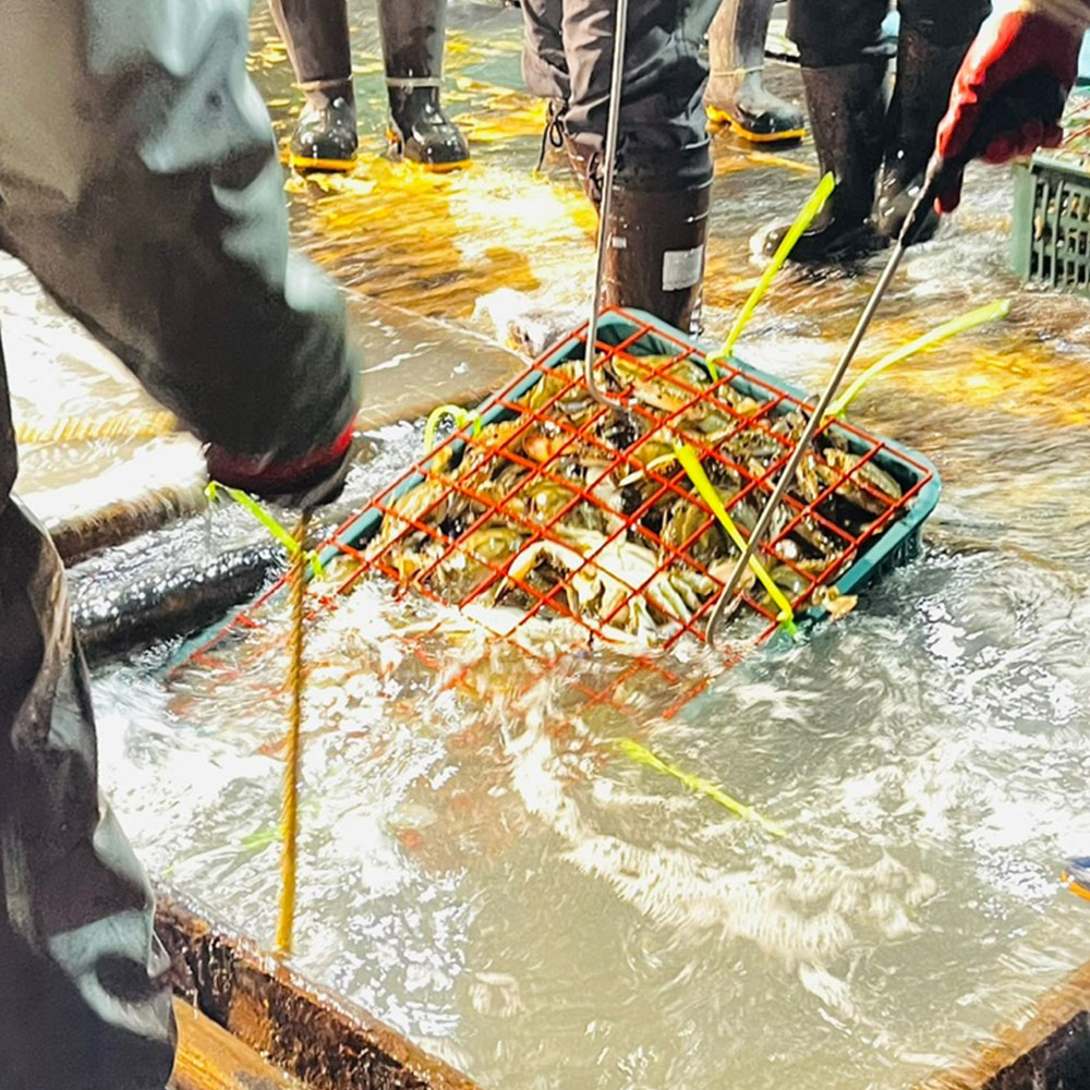 신선함을 그대로 담은 서해안 급속냉동 꽃게