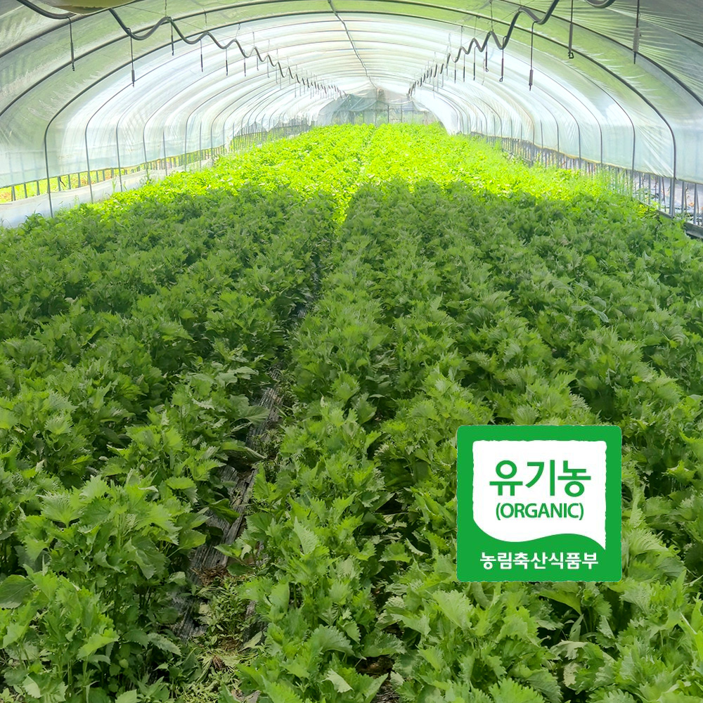 초록초록팜 유기농 시소깻잎 500g 1kg 국내산 오오바 허브채소 초밥 사시미 일식재료 쌈채소 친환경 ZU