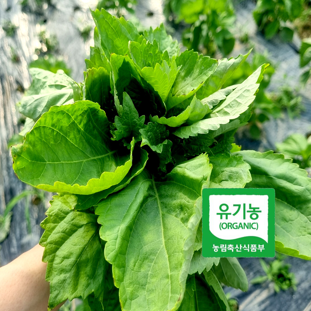 초록초록팜 유기농 시소깻잎 500g 1kg 국내산 오오바 허브채소 초밥 사시미 일식재료 쌈채소 친환경 ZU