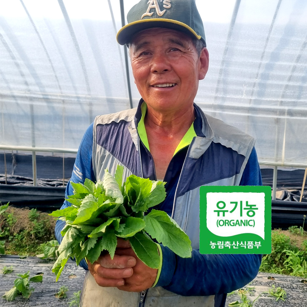 초록초록팜 유기농 시소깻잎 500g 1kg 국내산 오오바 허브채소 초밥 사시미 일식재료 쌈채소 친환경 ZU