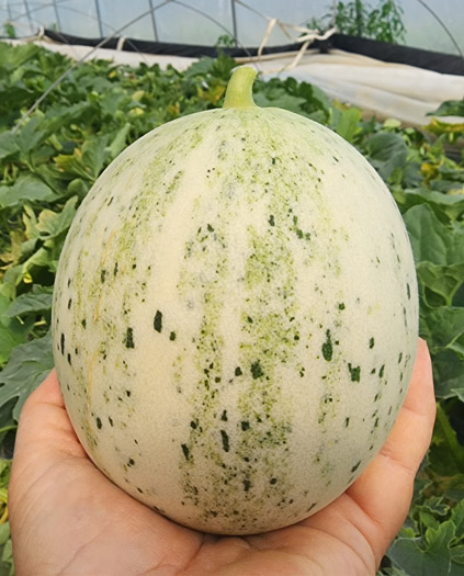국내산 고당도 백자멜론 3kg(3~5과 내외)/경북 고령산