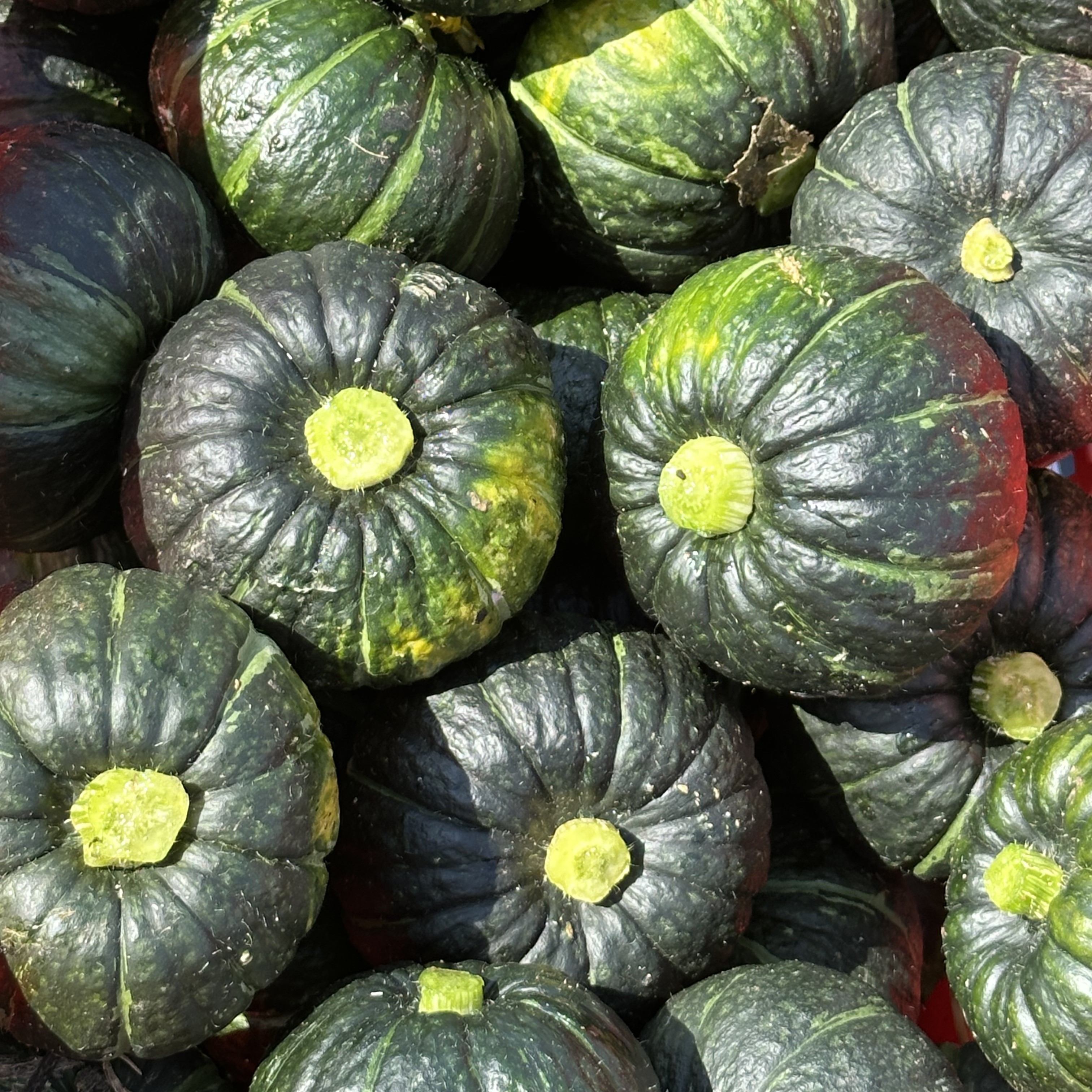 제주 산지직송 밤호박 미니단호박 보우짱 정품/로얄과 3kg/5kg/10kg