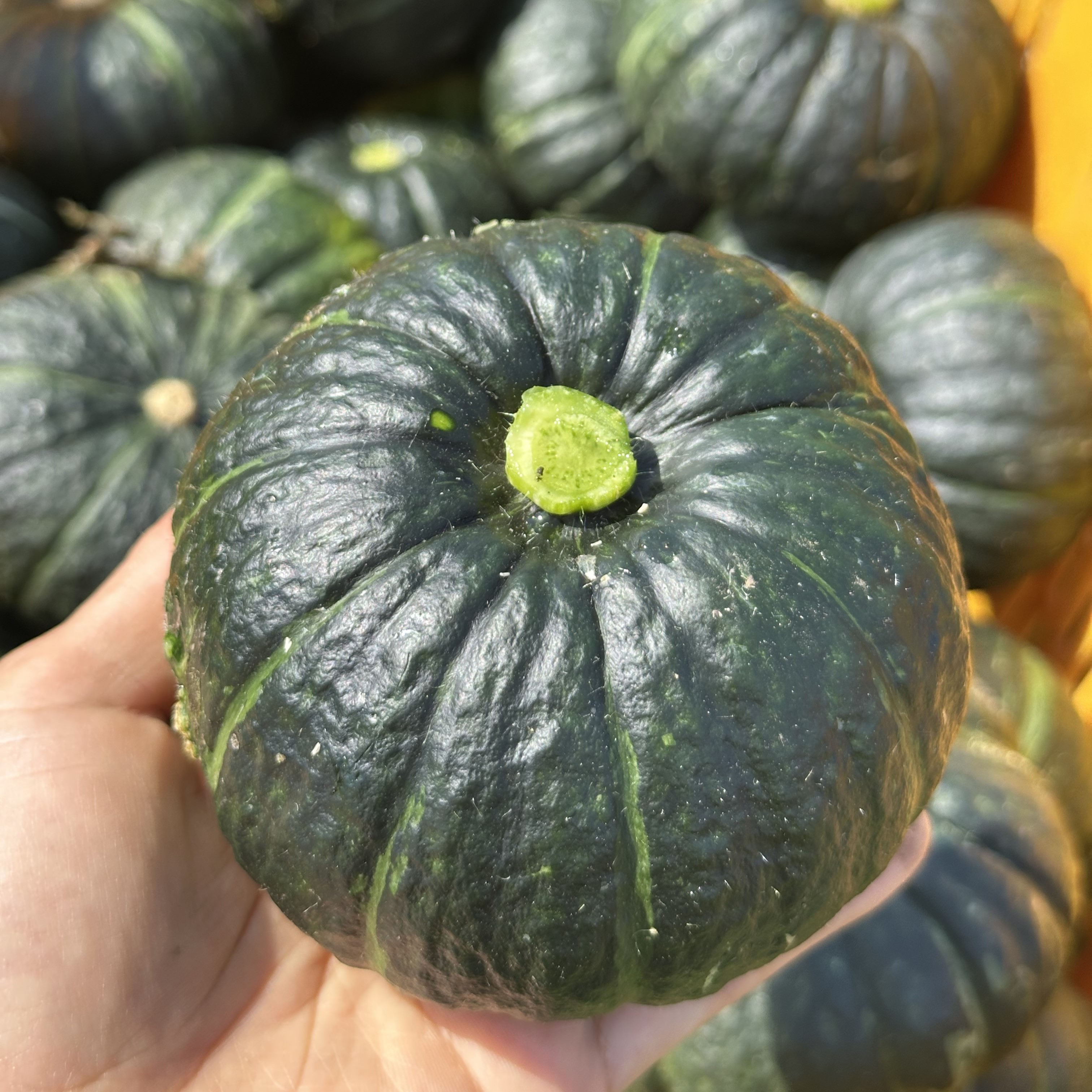 제주 산지직송 밤호박 미니단호박 보우짱 정품/로얄과 3kg/5kg/10kg