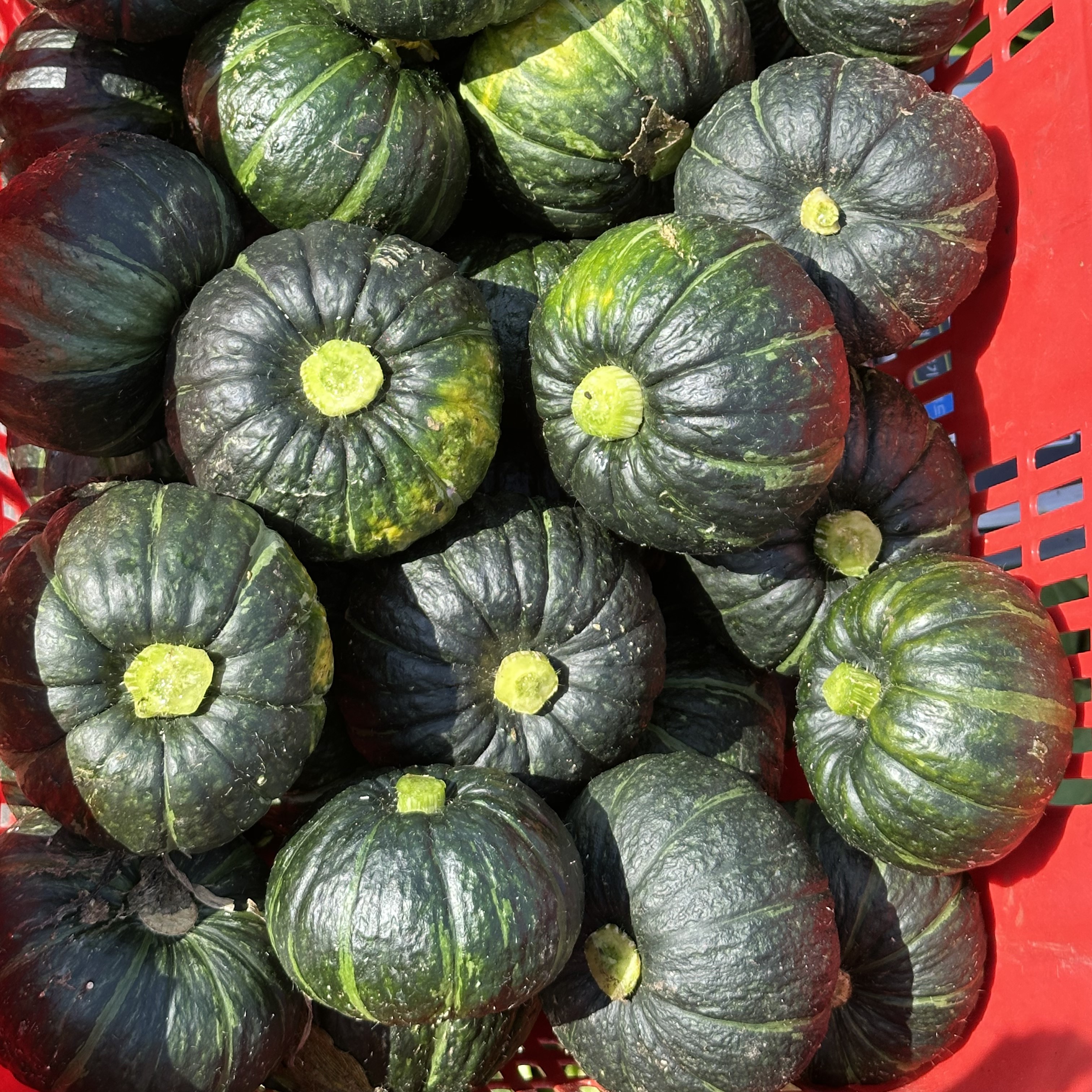 제주 산지직송 밤호박 미니단호박 보우짱 정품/로얄과 3kg/5kg/10kg