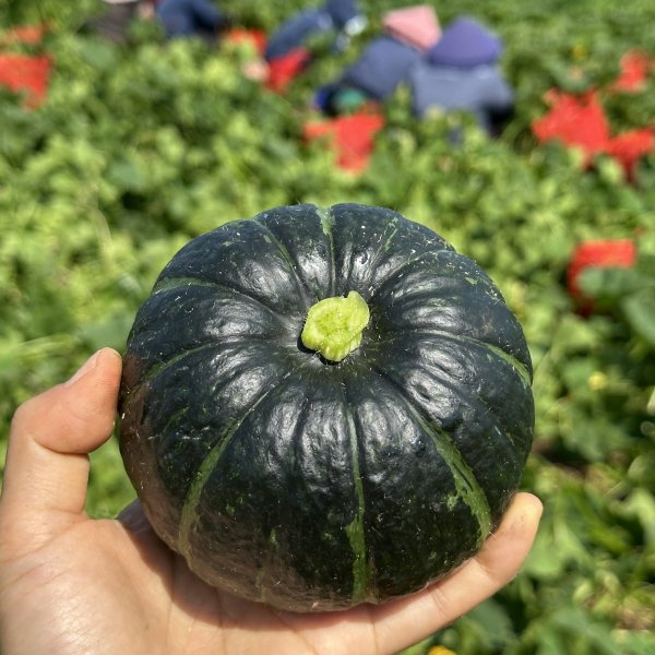 제주 산지직송 밤호박 미니단호박 보우짱 정품/로얄과 3kg/5kg/10kg 대표이미지 섬네일