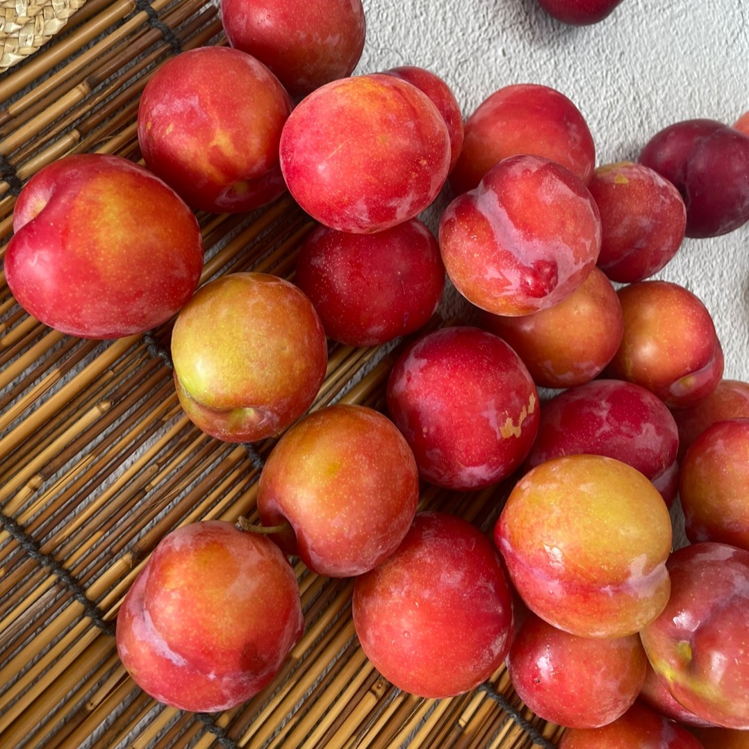 산지직송 자두 자두제철 대석/ 와촌/ 후무사/추희 1kg/2kg