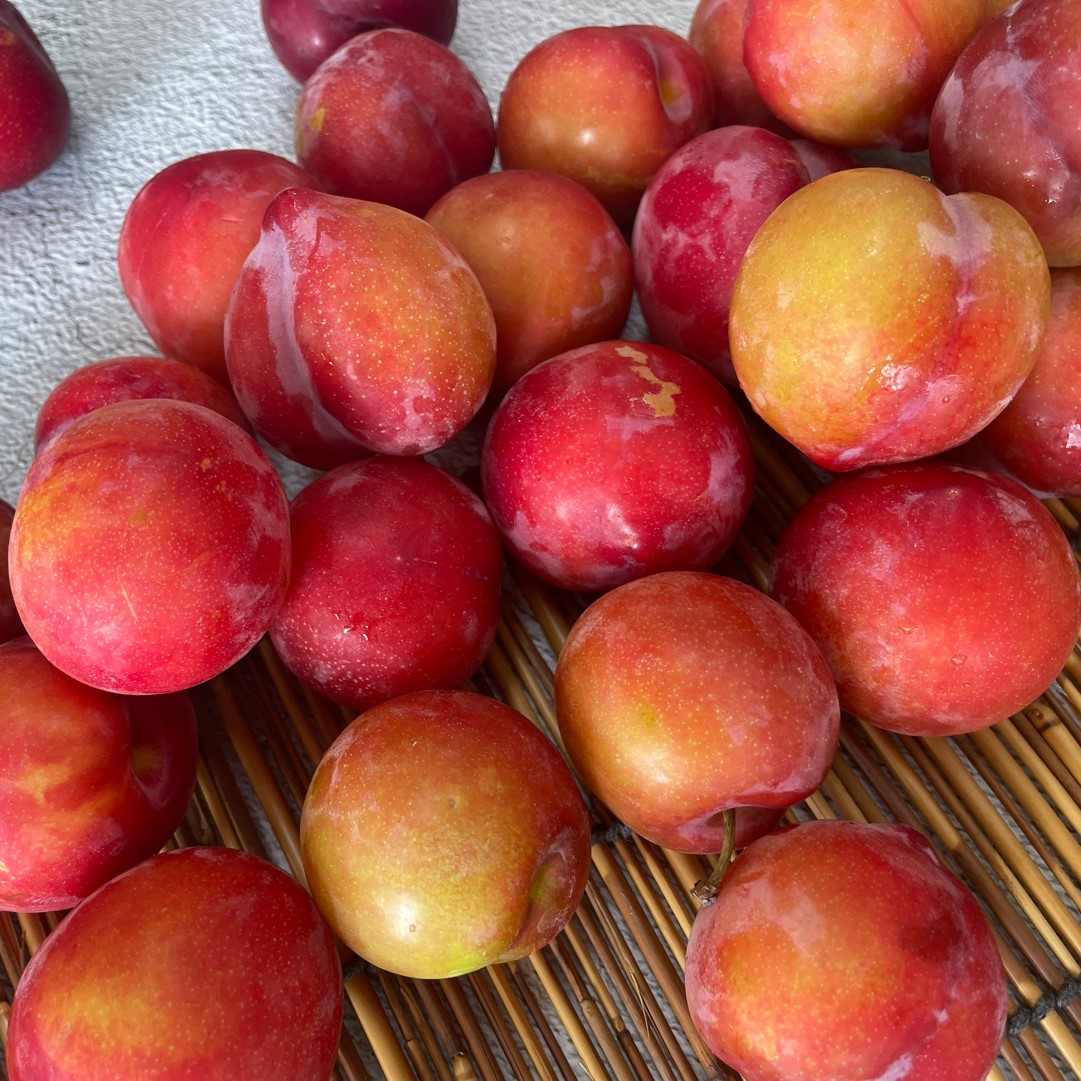 산지직송 자두 자두제철 대석/ 와촌/ 후무사/추희 1kg/2kg 대표이미지 섬네일