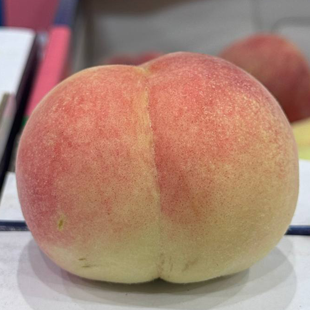 [6/25 순차출고] 과즙팡팡 쫀득아삭 대극천 반납작 복숭아