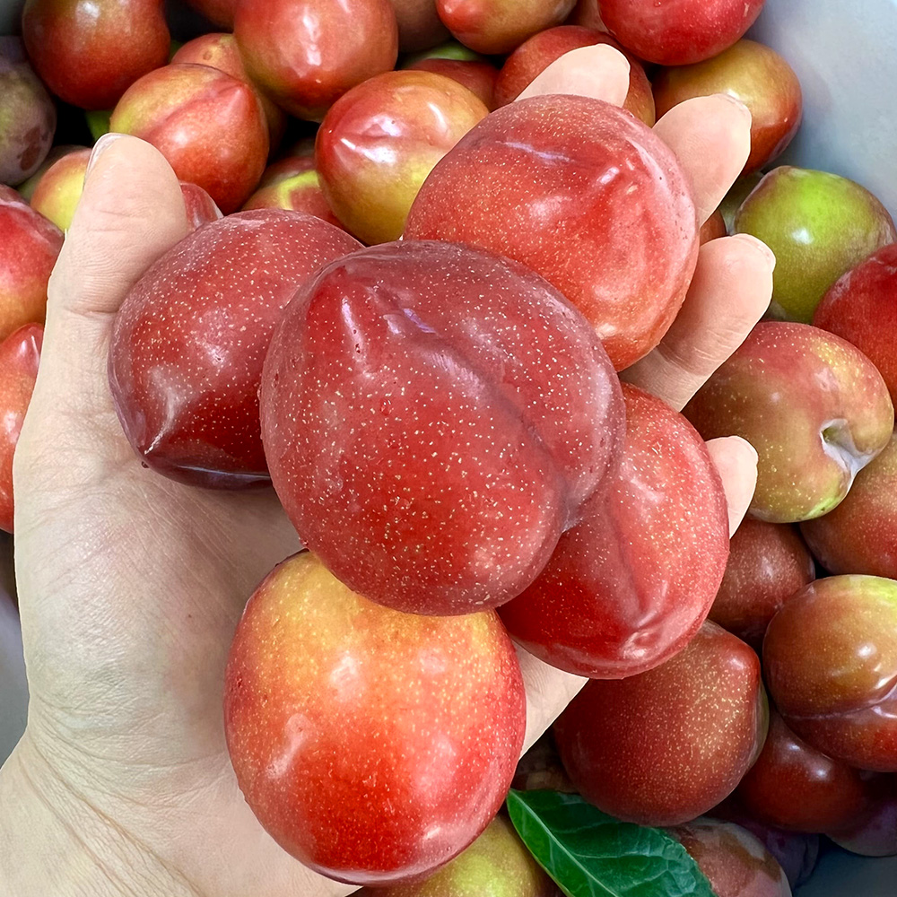 산지직송 노지 대석 자두 1kg/2kg/3kg/4kg 대표이미지 섬네일