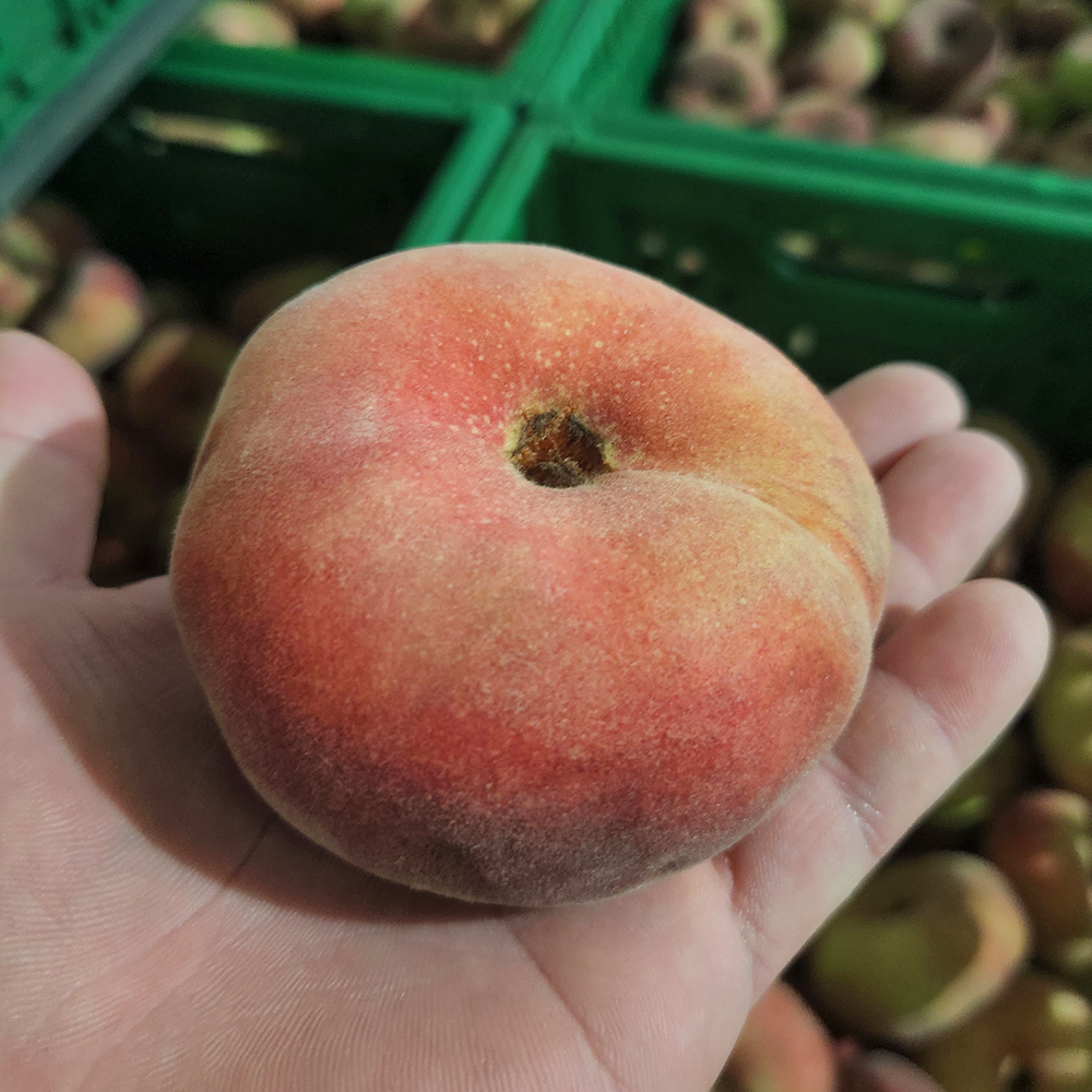 국산 거반도 납작복숭아 못난이 1kg