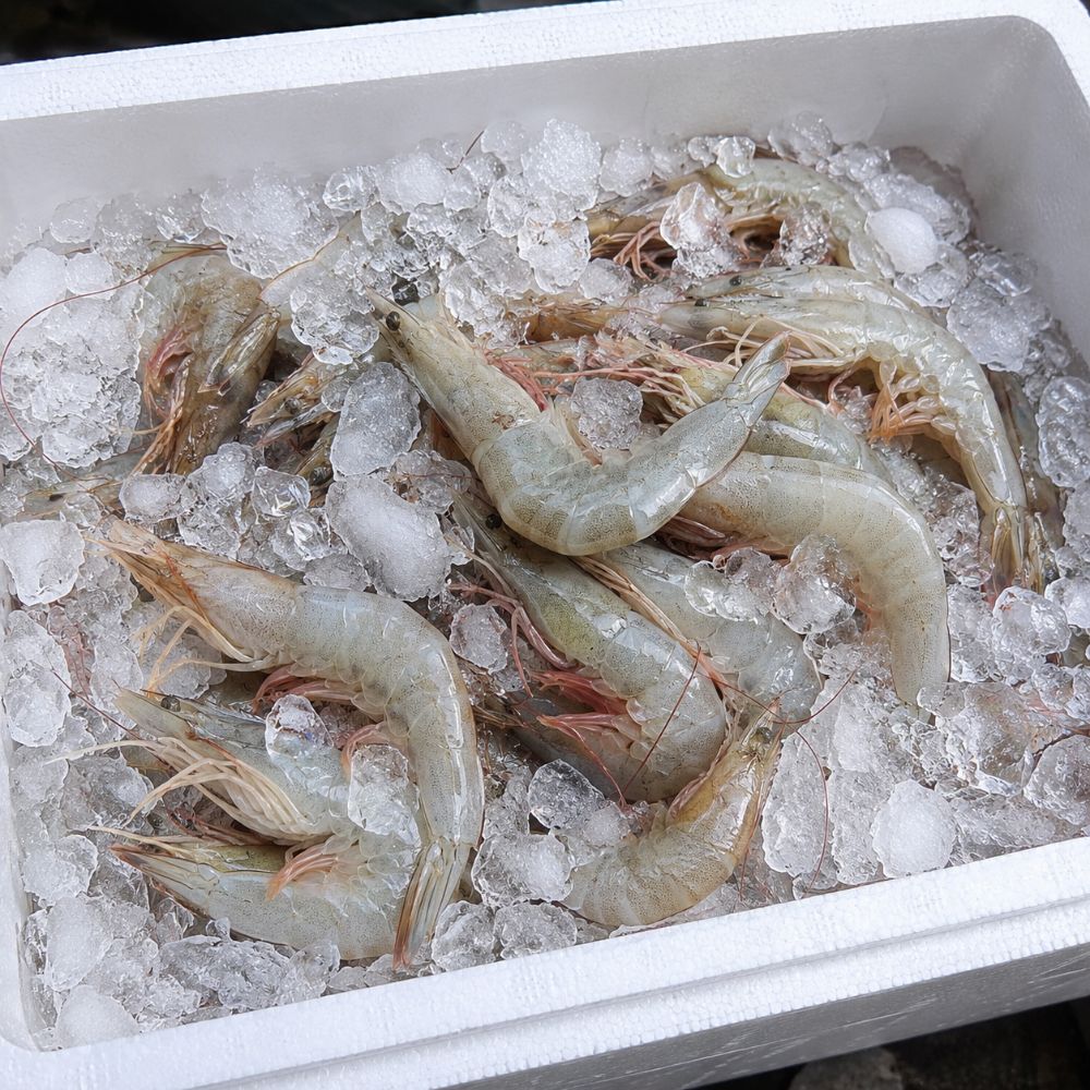 국내산 자연산 대하 제철 생물 새우 급냉 1kg 2kg