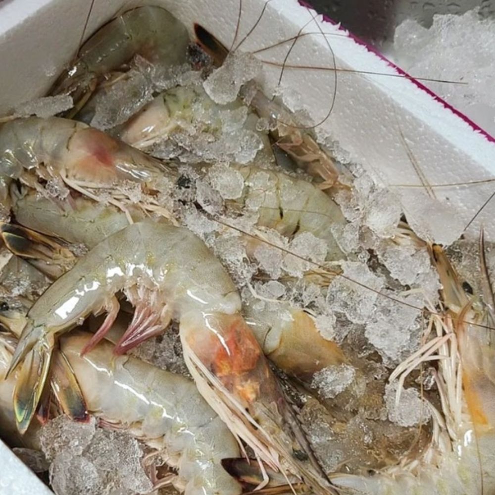국내산 자연산 대하 제철 생물 새우 급냉 1kg 2kg