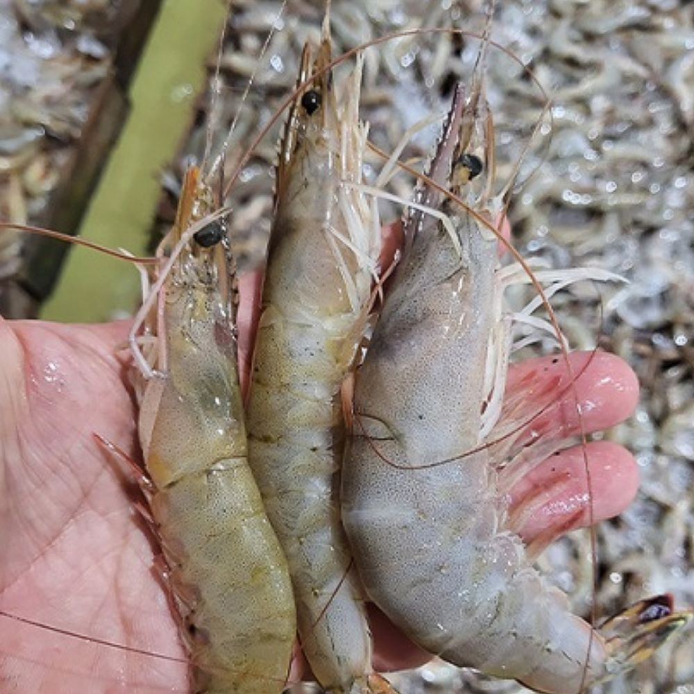 국내산 자연산 대하 제철 생물 새우 급냉 1kg 2kg